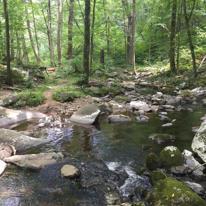 Near Hazel River Trail