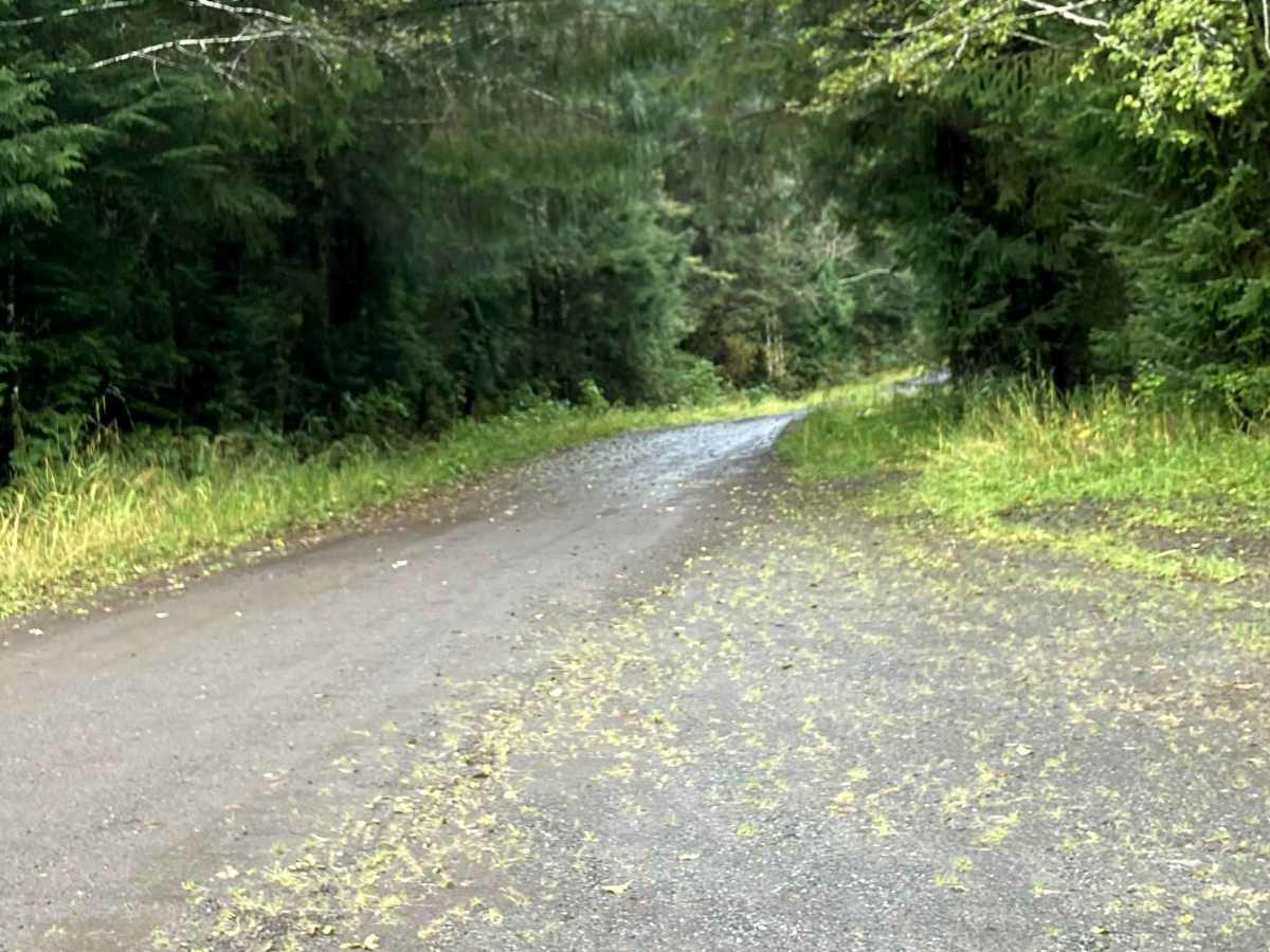 Shaheen  Road 2050000 trail photo