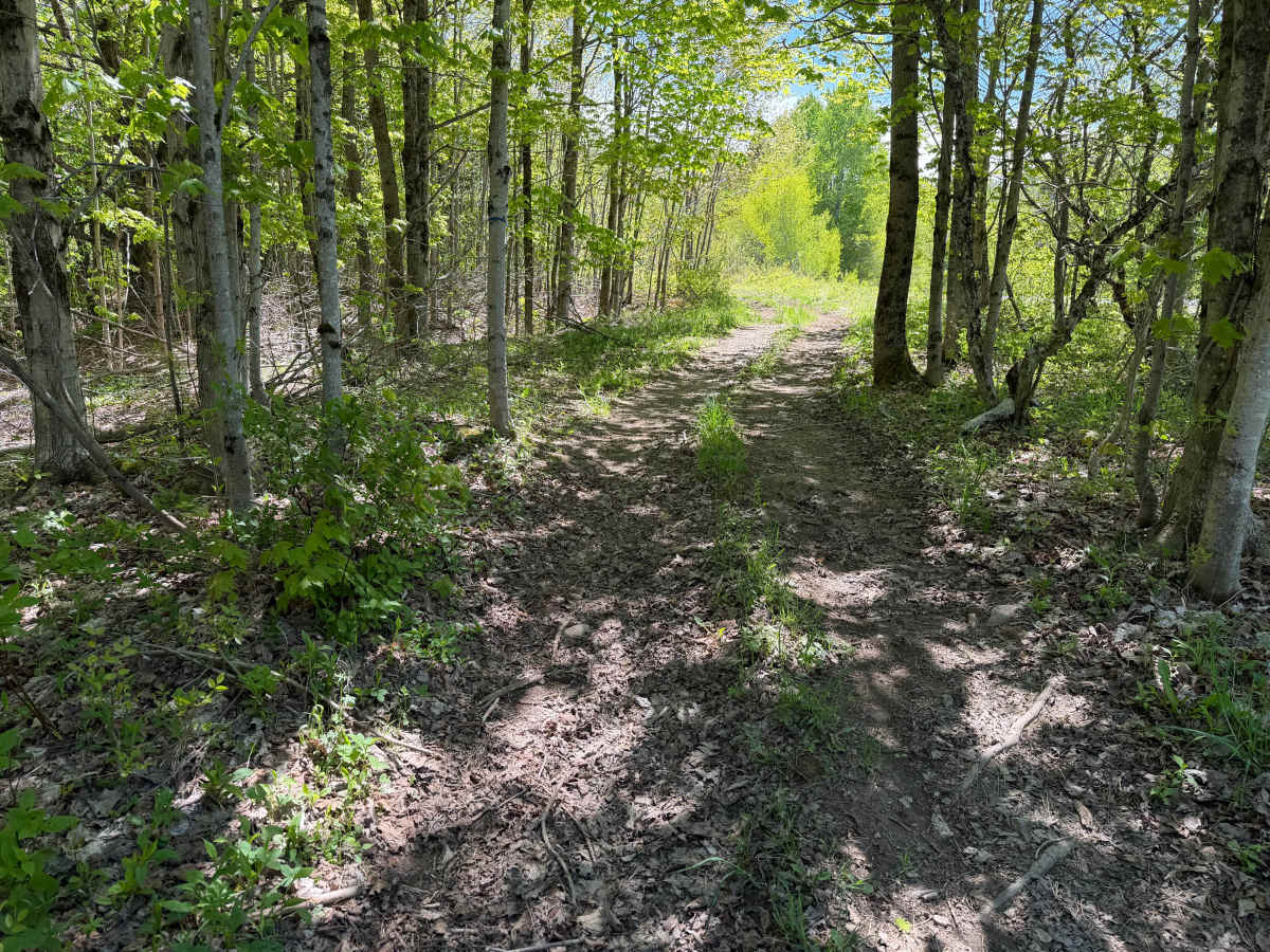 Bauer Wooded Spur Trail photo 3