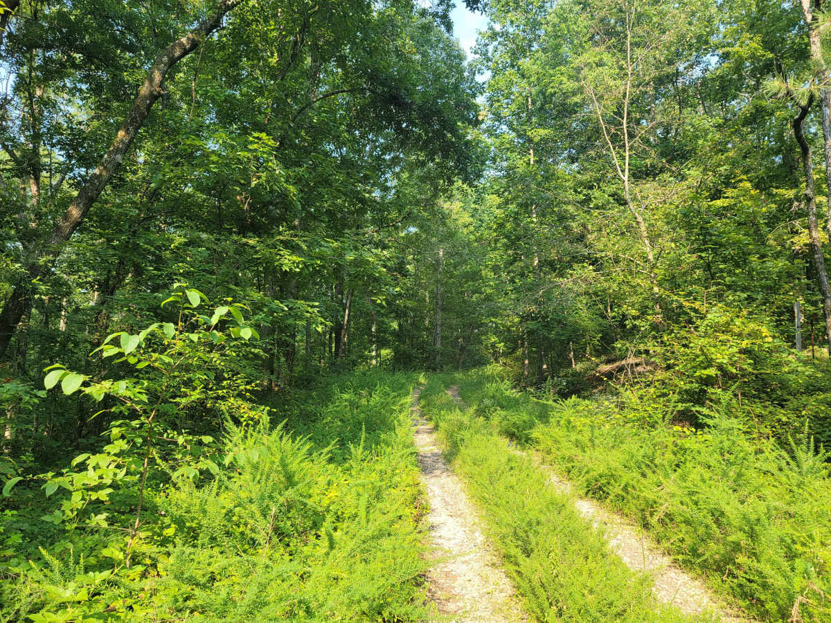 USFSR #518 Crane Motorway trail photo