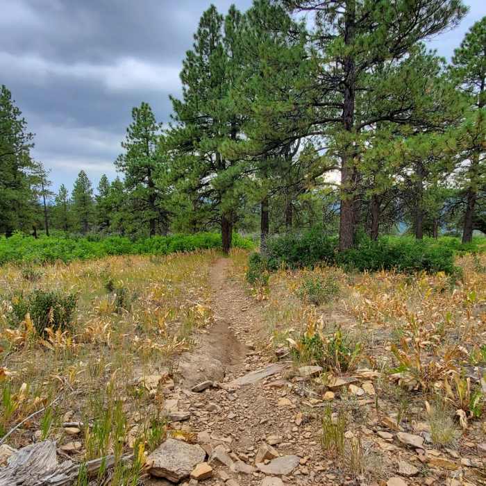 Near Animas Mountain Trail