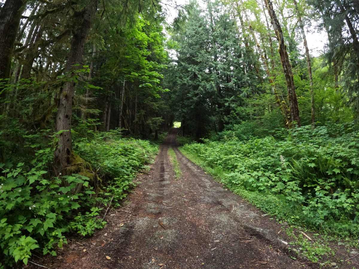 Illabot Powerline Road photo 6