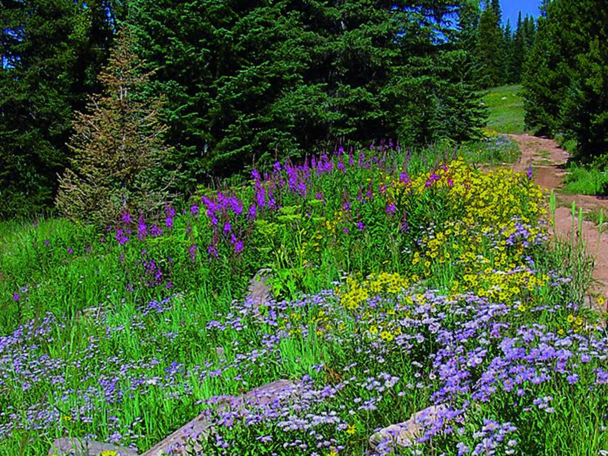 Red & White Mountain photo 3