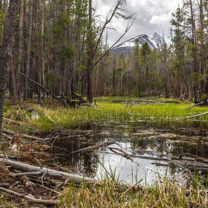 Near Torrey Mountain