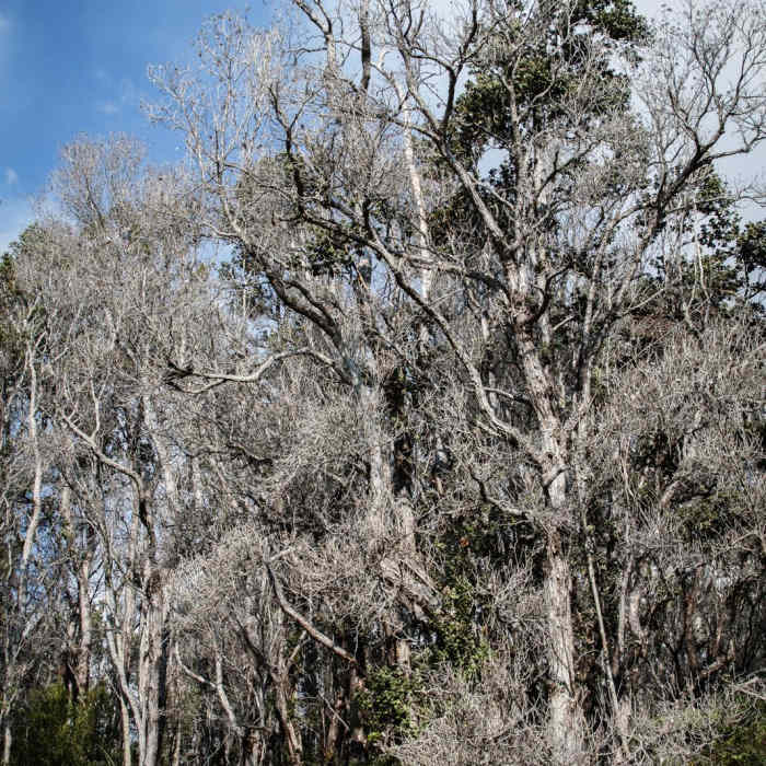 Near Keanakako'i Crater Hike