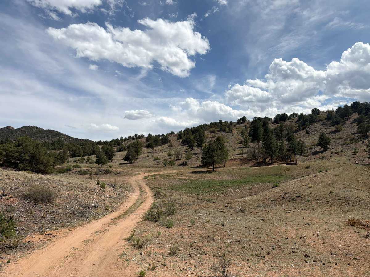 BLM 6161A photo 5