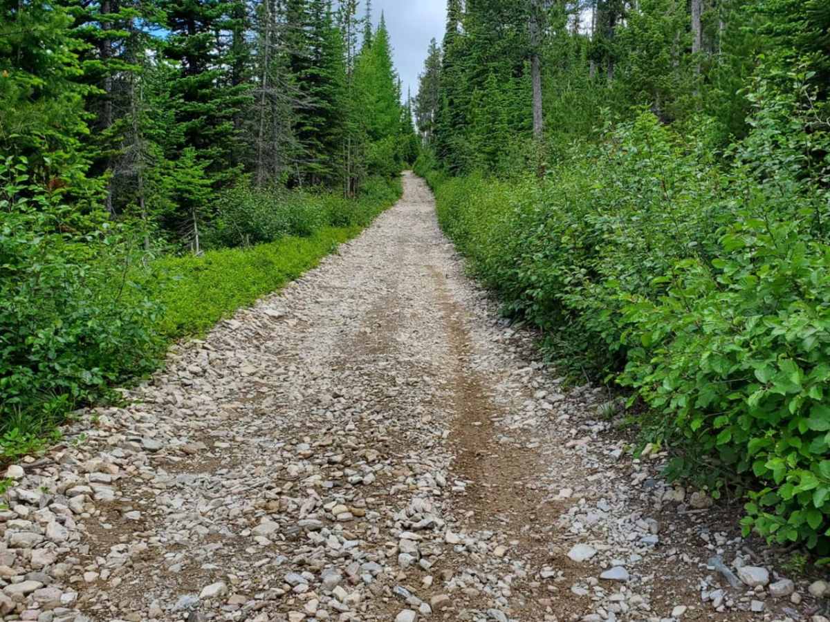 Blacktail Wild Bill OHV photo 2