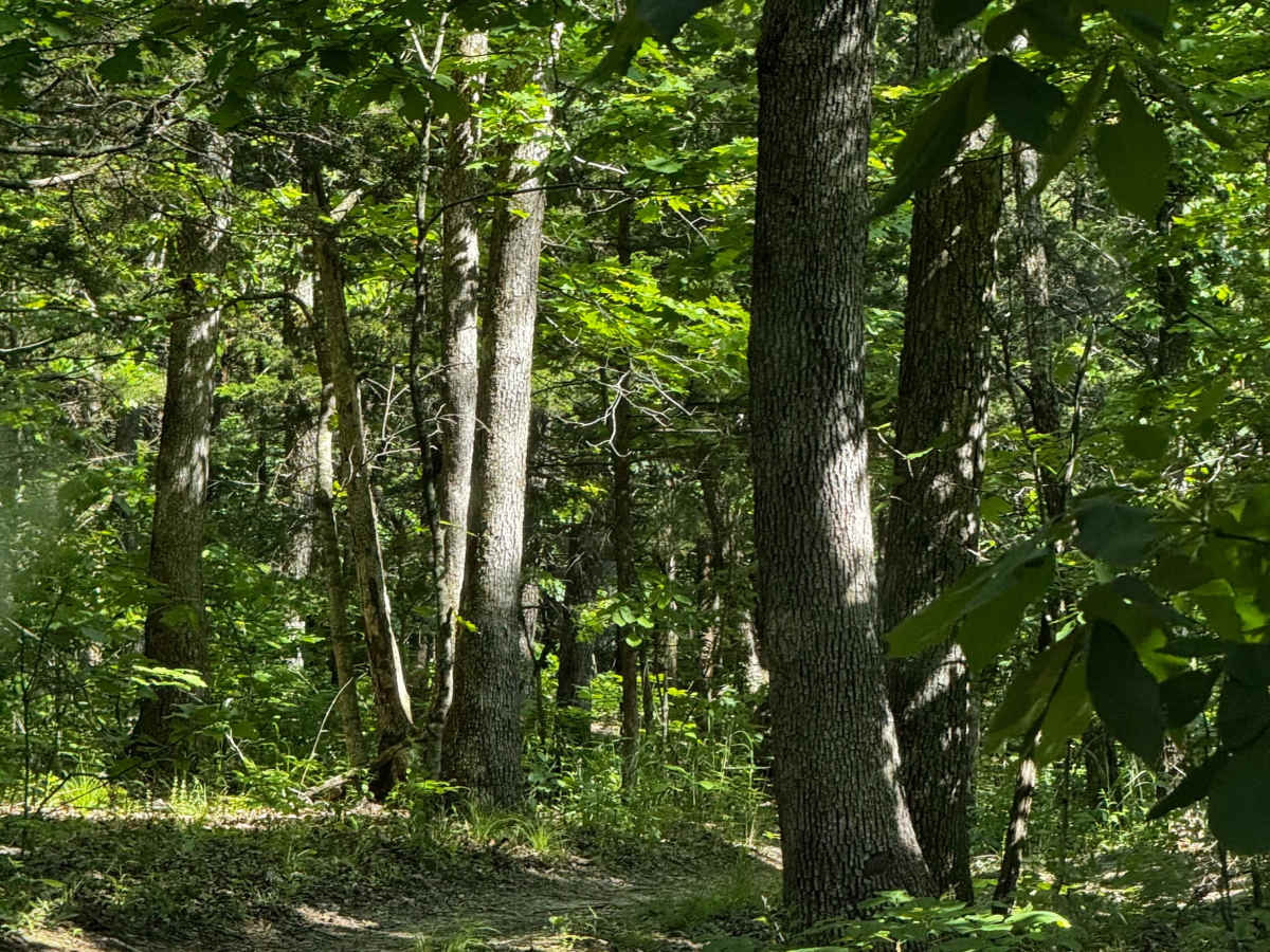 Inner Track 3  trail photo