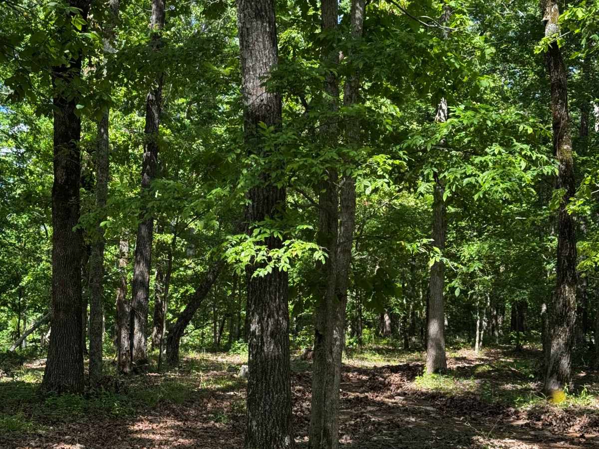 Hillside Cut  trail photo