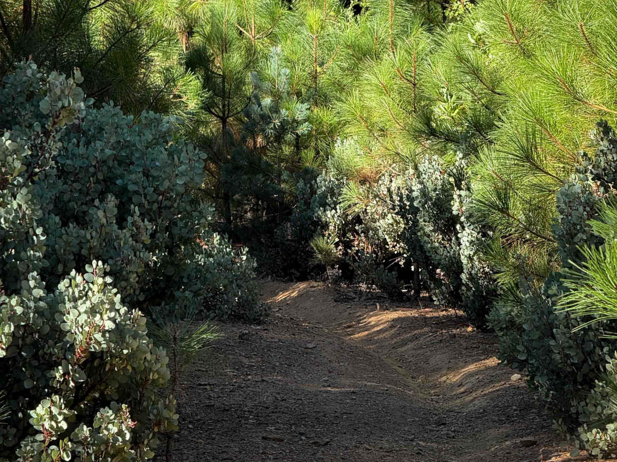 Trail 4-3 (11E34)  photo 6