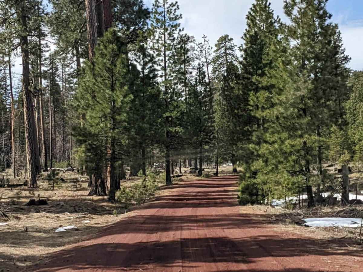 Upper Cross District Trail - NF 103000 photo 4