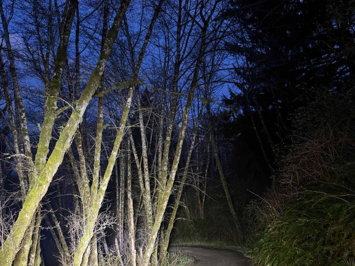 Oregon Redwoods Trail photo 4