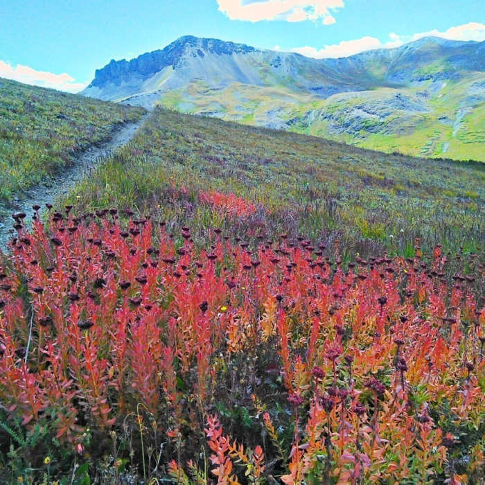 Near West Pole Creek Trail
