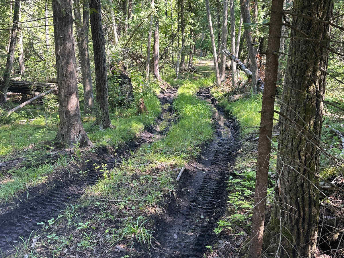 Deer Stand Cutover  photo 2