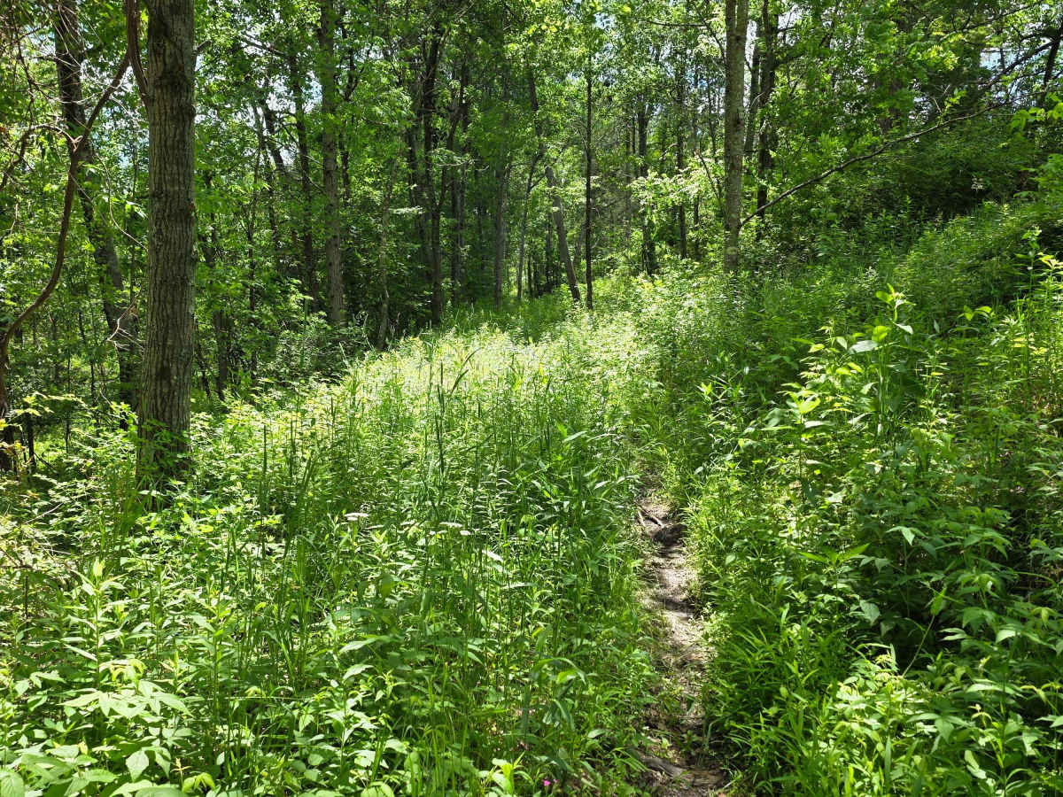 Single Track HH photo 4