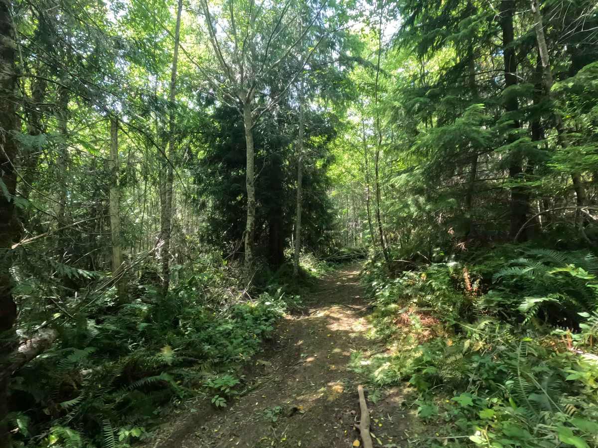 Sasquatch Hills Trail photo 5