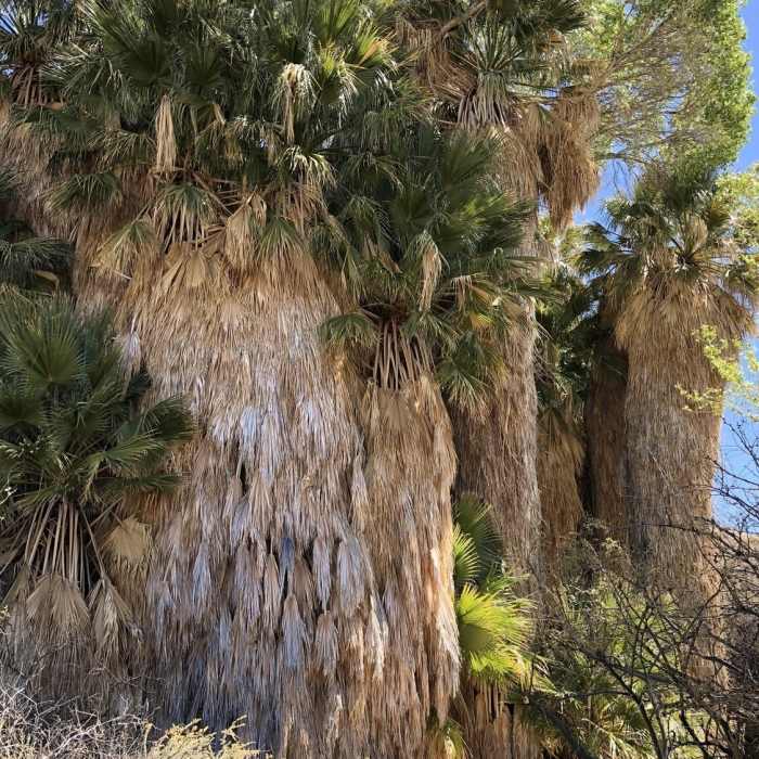 Near Lost Palms Oasis