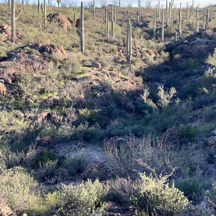 Near Wildflower Ridge Loop