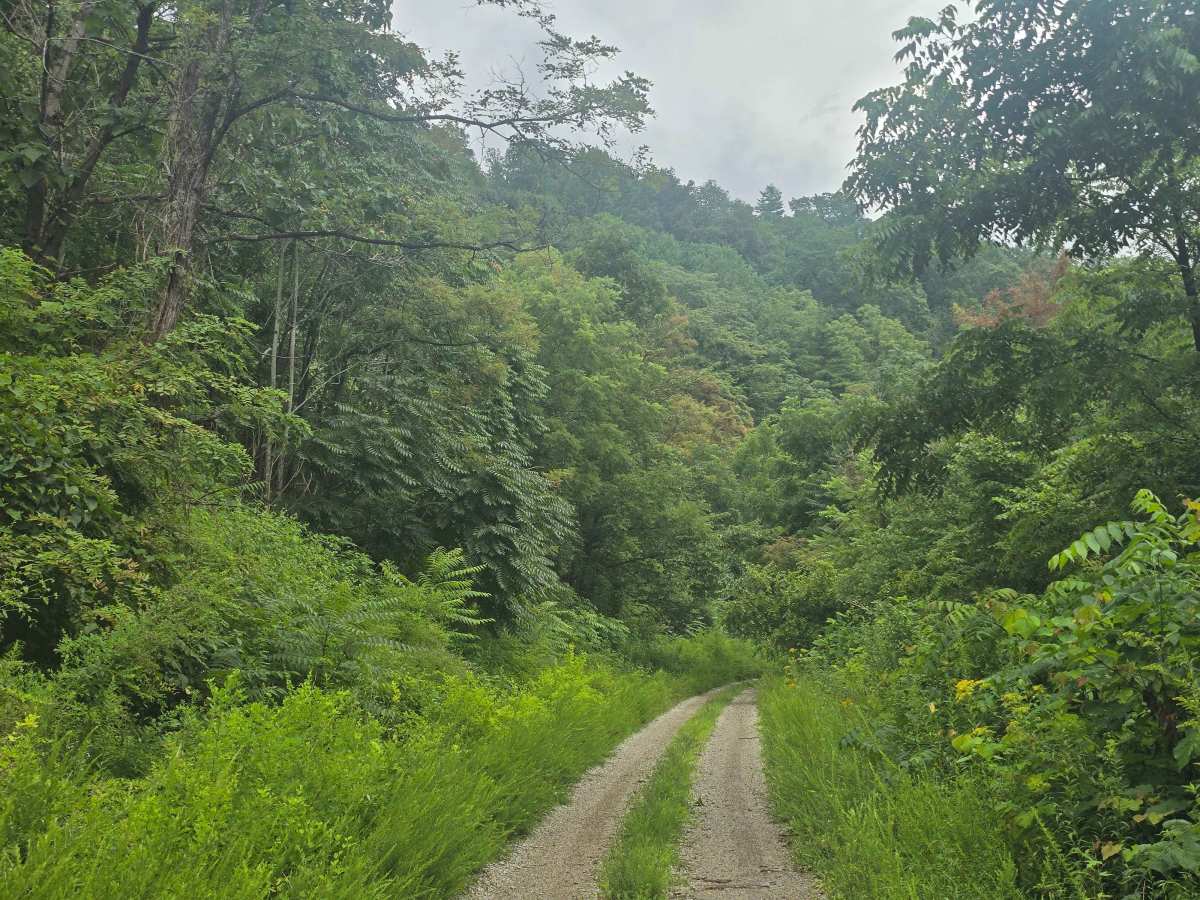 Massingale Mountain Road photo 2