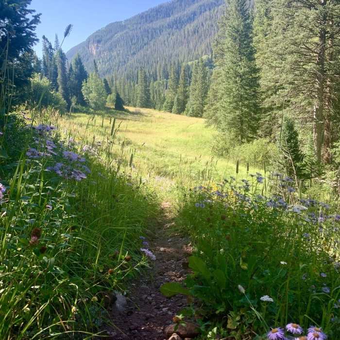 Near Avalanche Creek Trail