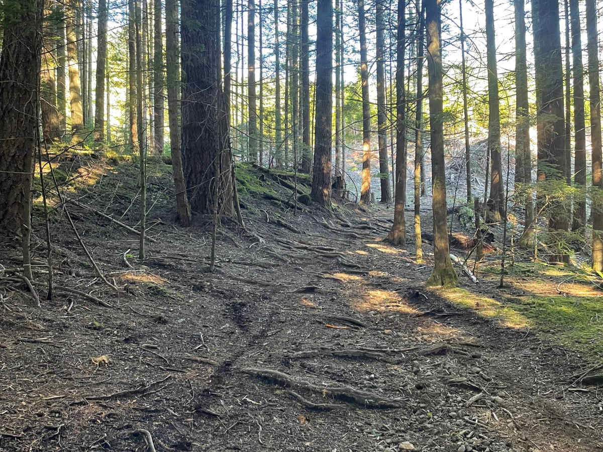20 Year Trail photo 3