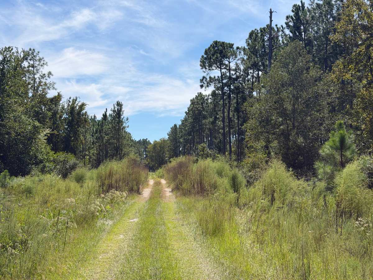 FR 12 trail photo