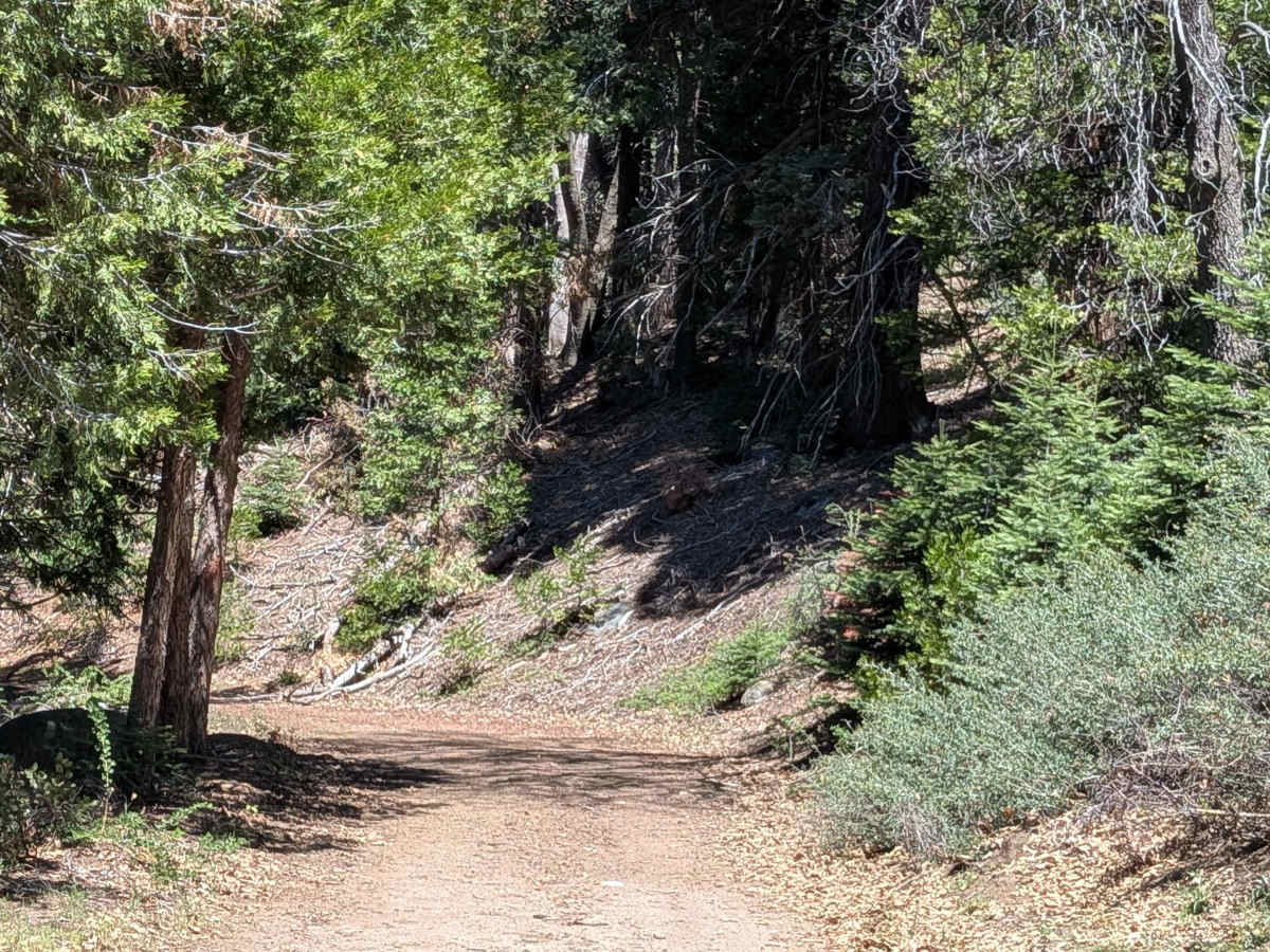 Fir Camp - FS 24S22 trail photo