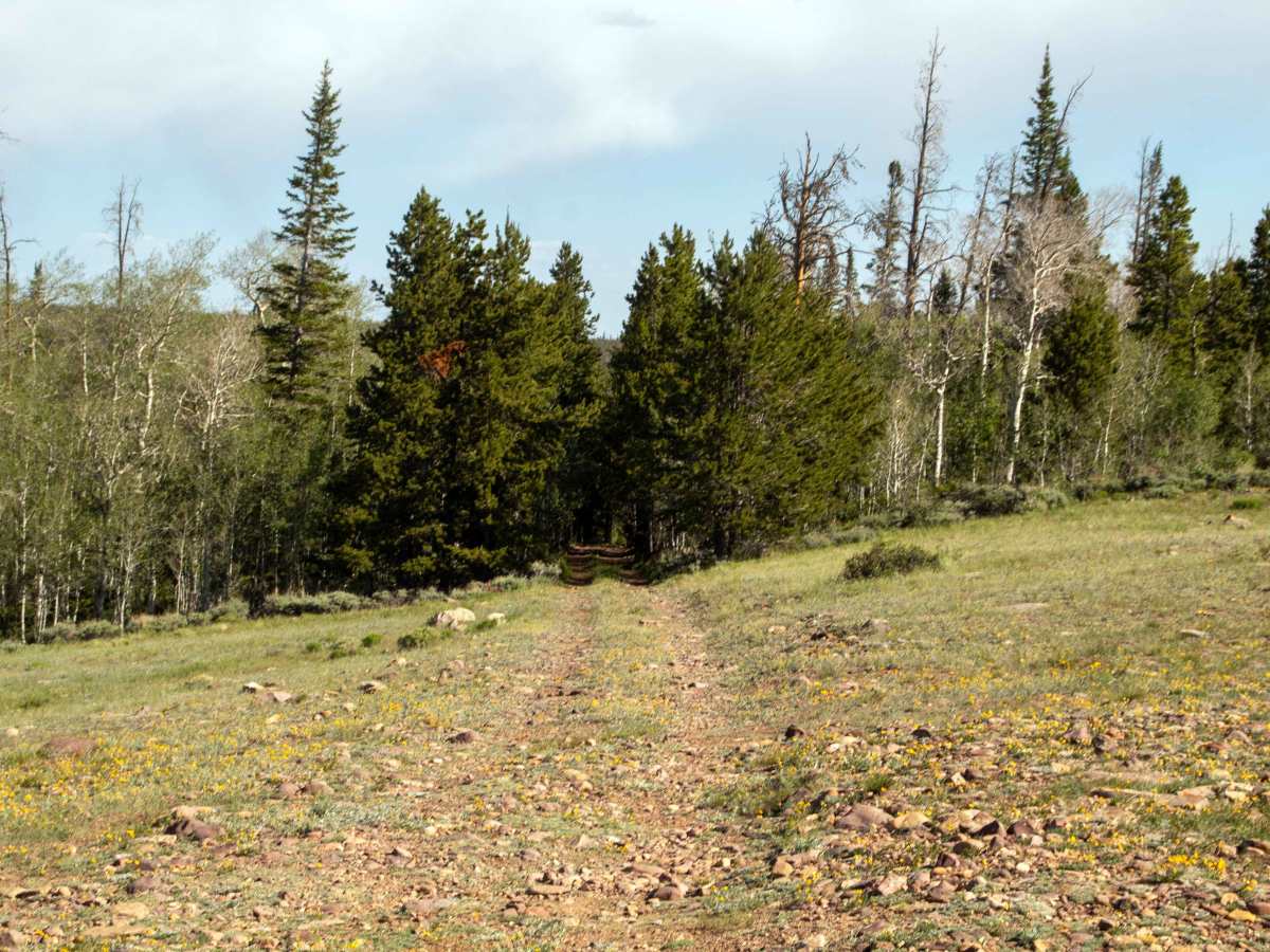 Red Mountain Lookout - FS 80132 trail photo