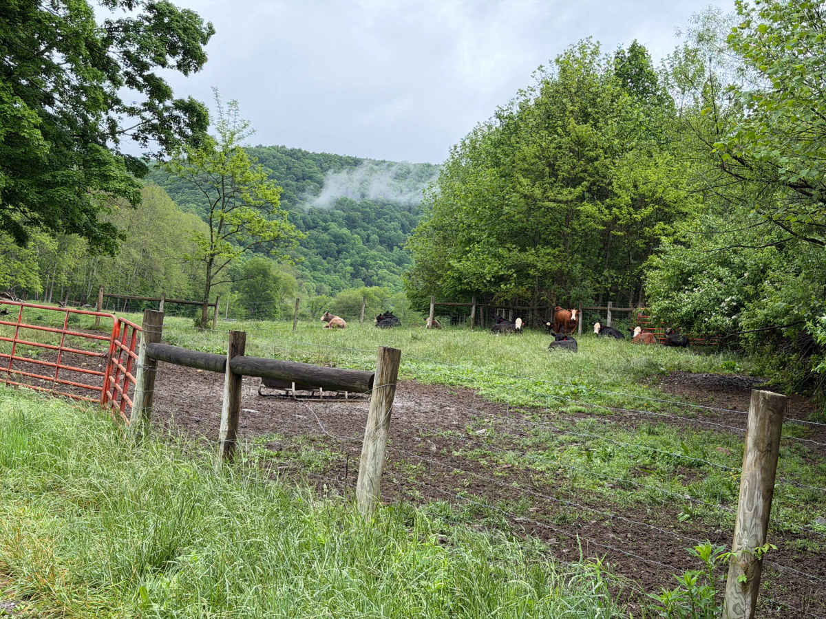 Comers Creek Road - FS 650 photo 2