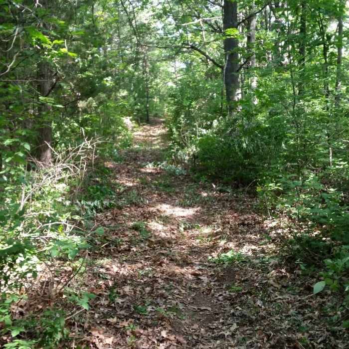 Along the river section of trail. Near Hickory Ridge Hike & Ski Trail