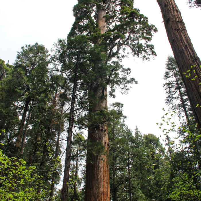 Near North Grove Trail