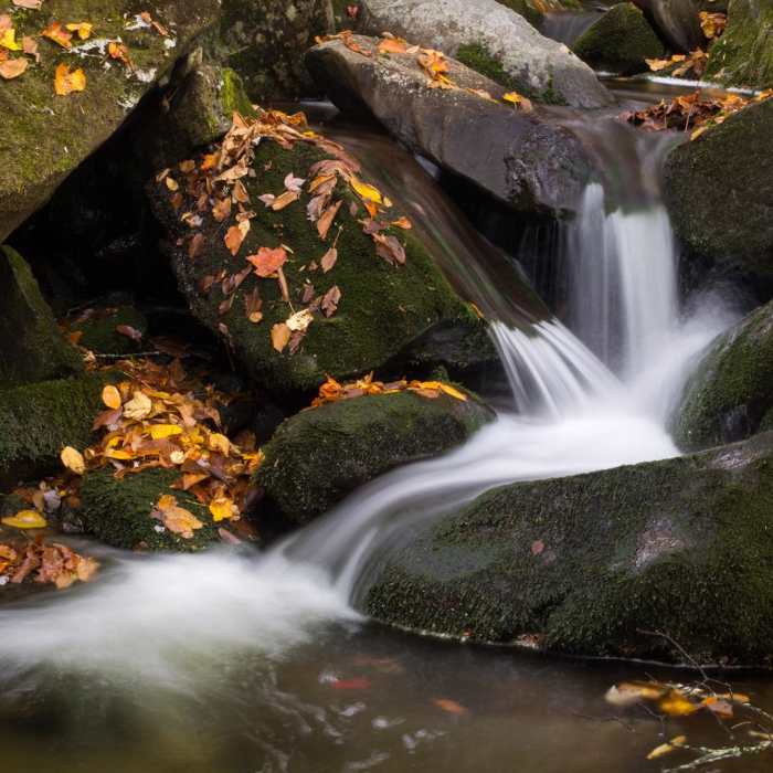 Near Ramsey Cascades Trail Near Ramsey Cascades Trail