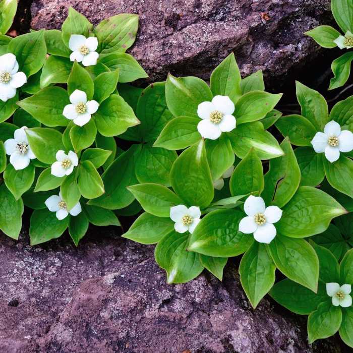 Near Fifth Falls Near Fifth Falls