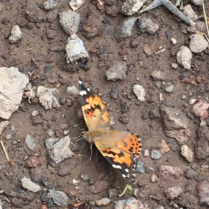 A butterfly preparing for takeoff. Near Crater Vent Trail