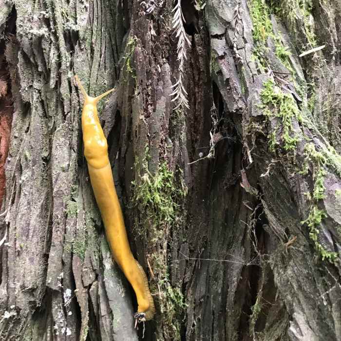 Near Simpson-Reed Trail