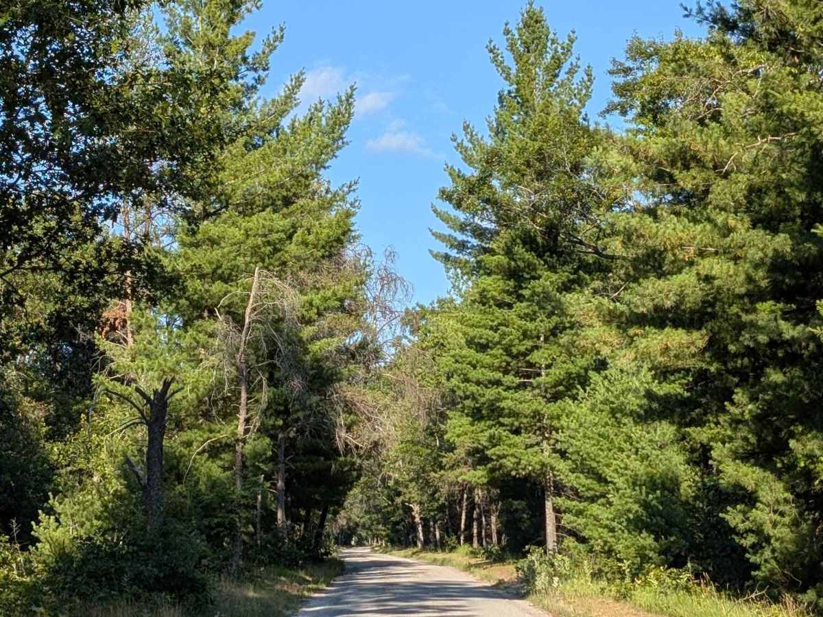 Michigan Road / Jose Road trail photo