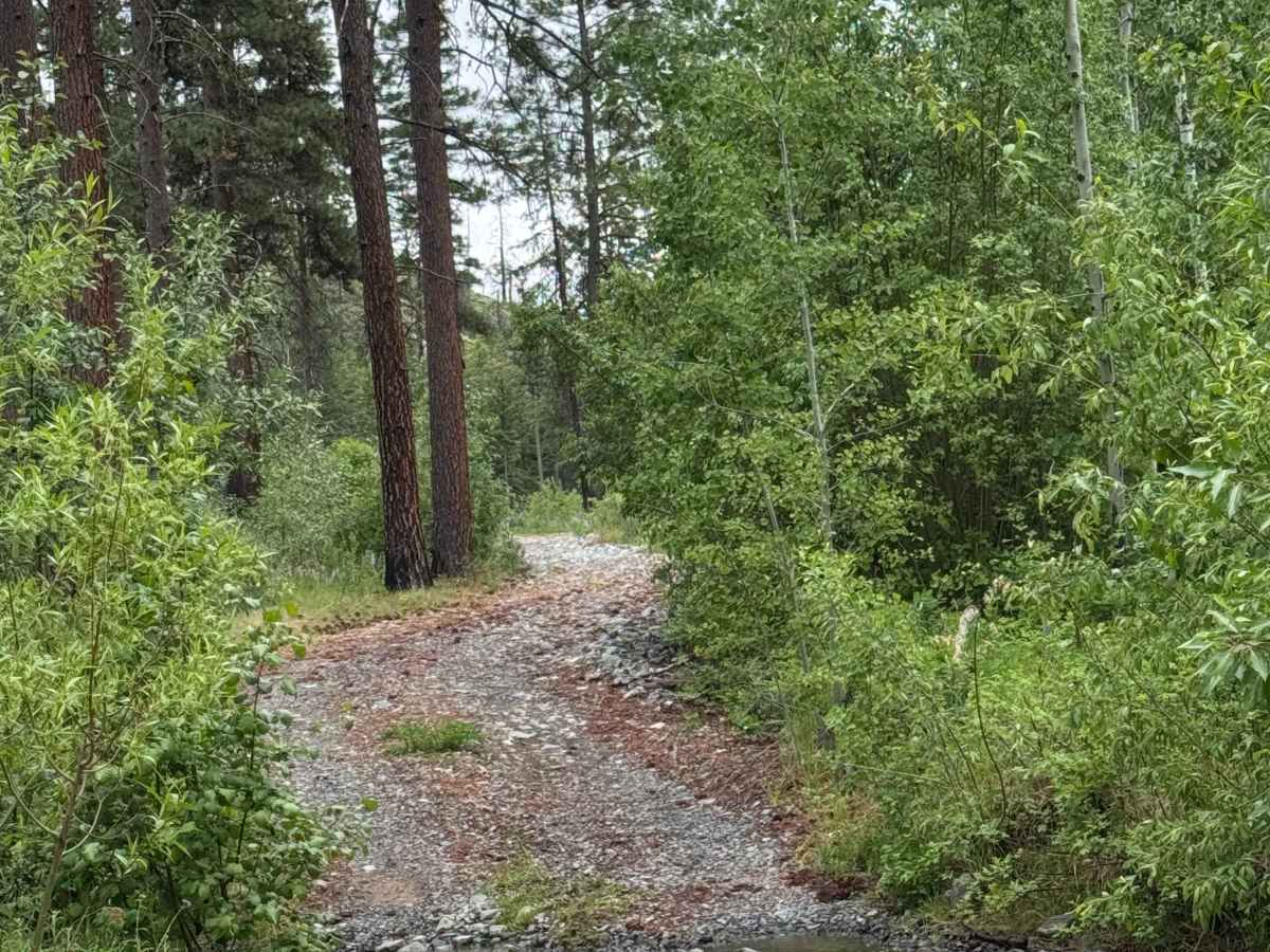 Cougar Lake Road photo 6