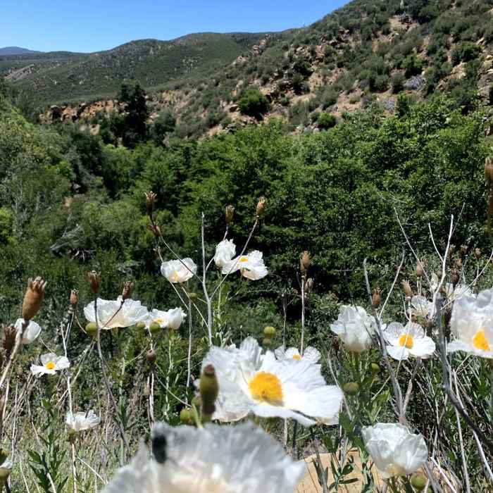 Near Piedra Blanca to Haddock Camp