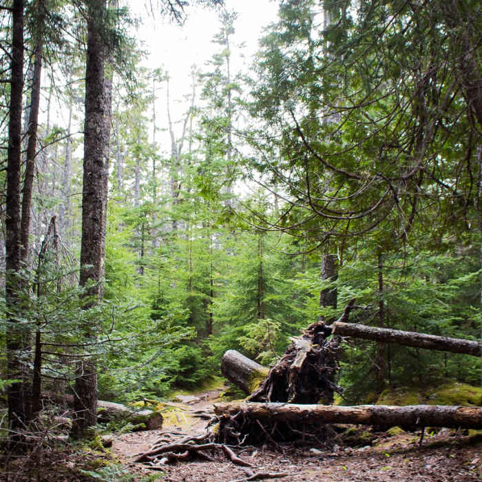Near Cadillac Mountain South Ridge Trail Near Cadillac Mountain South Ridge Trail