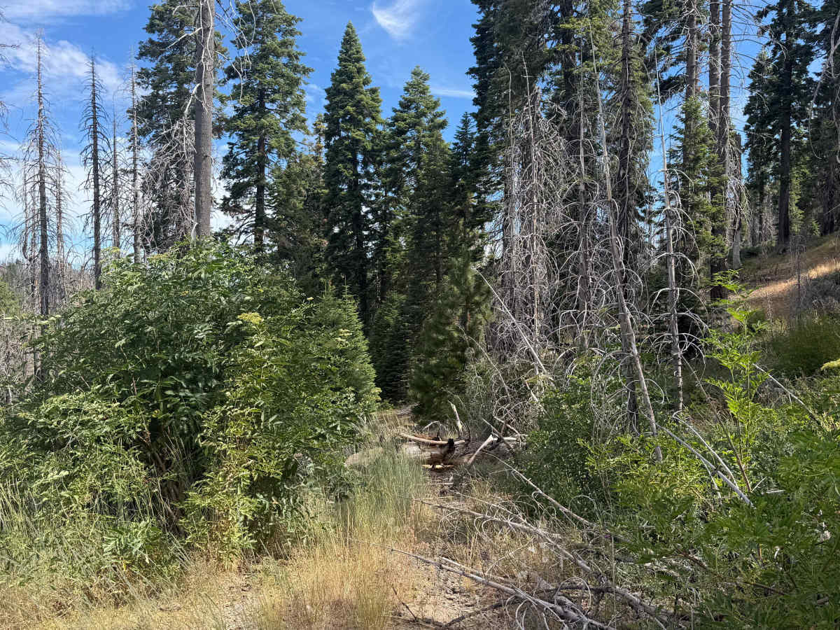 Coyote Rock - FS 20N78 photo 5