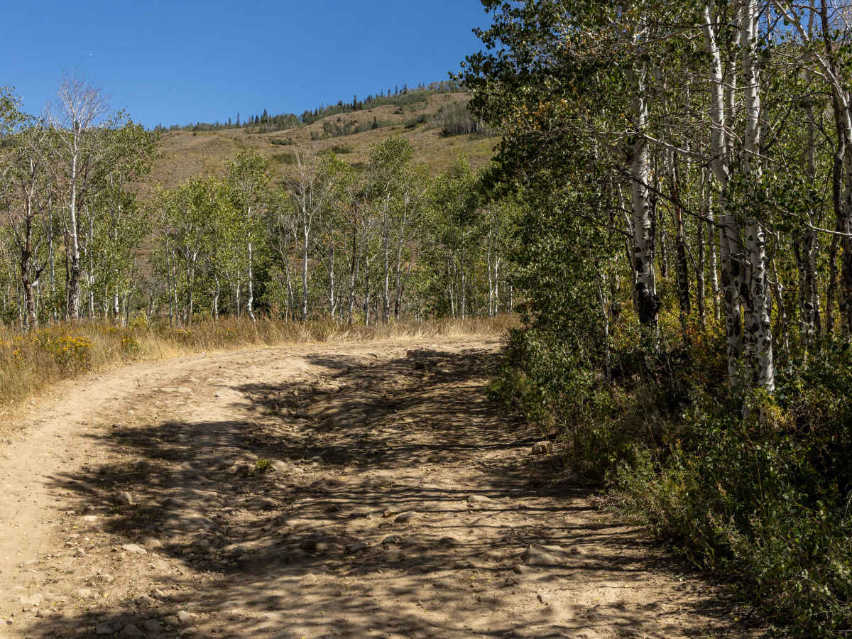 Williams Peak Road photo 2