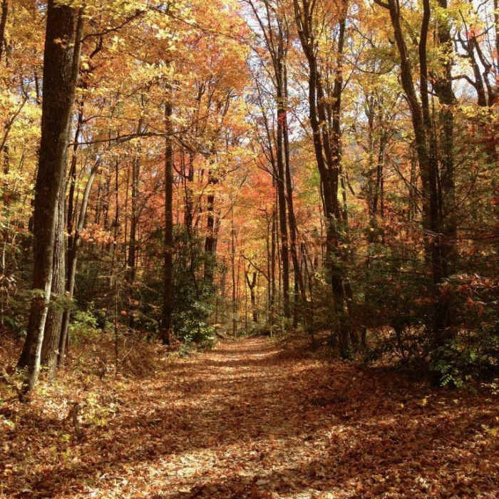 Near Ramsey Cascades Trail Near Ramsey Cascades Trail