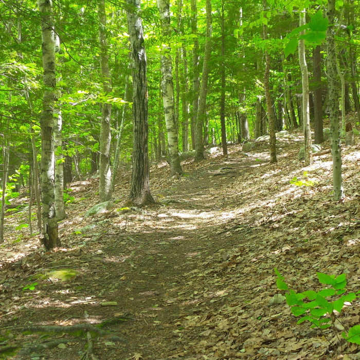 Near Kebo Brook Trail