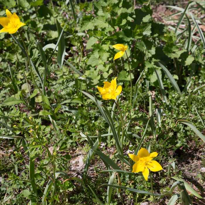 Near Jacobsburg Trail Near Jacobsburg Trail