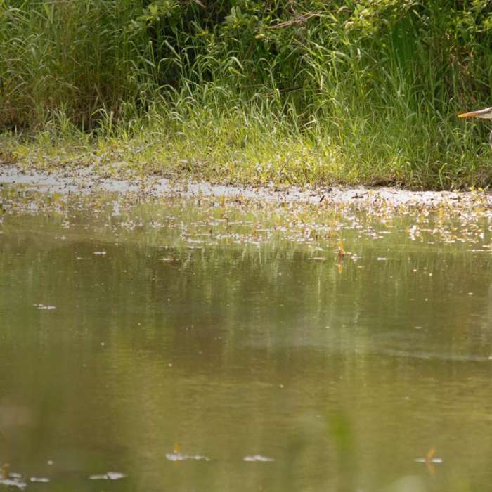 Near Tualatin Hills Nature Park Loop Trail