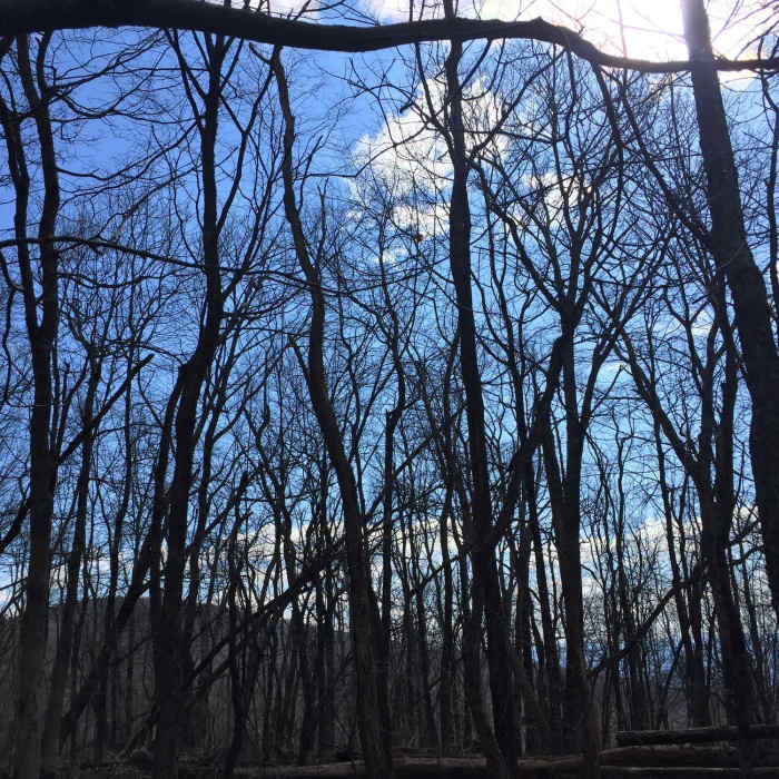 Near Saddleback Mountain Trail