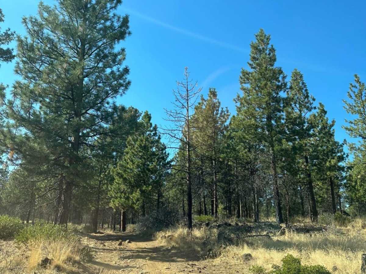 Sisters to Trout Creek Butte Trails photo 4