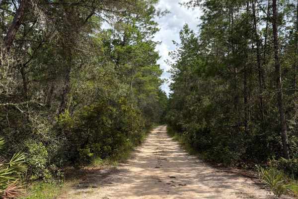 Ocala National Forest 40-22.7