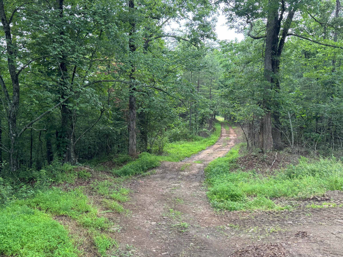 Bear Branch trail photo