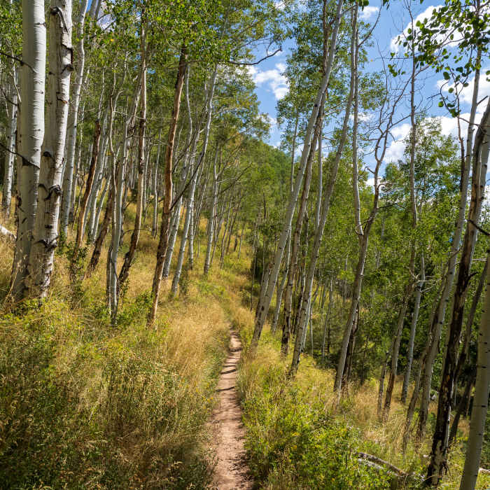 Near Mill Creek Waterline Trail